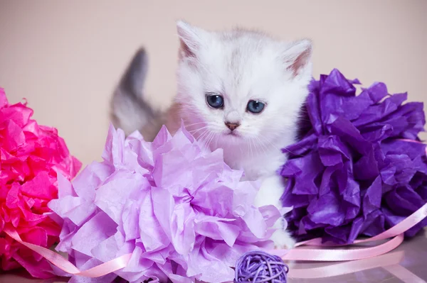 Pequeno gatinho — Fotografia de Stock