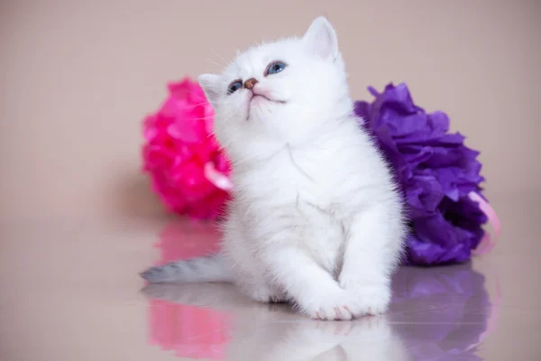 Pequeno gatinho — Fotografia de Stock