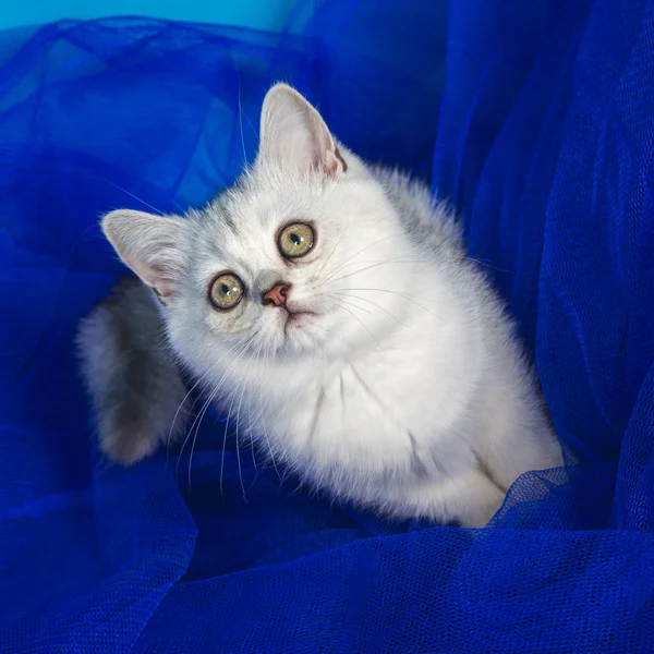 Pisica britanică — Fotografie, imagine de stoc