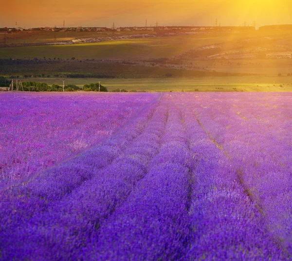 Bilden av lavendel fält — Stockfoto