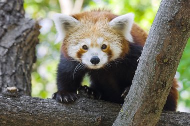 Kızıl panda
