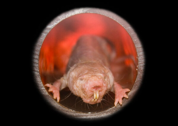 Naked mole rat