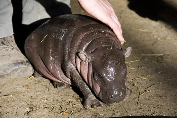 Pygmé flodhäst baby — Stockfoto