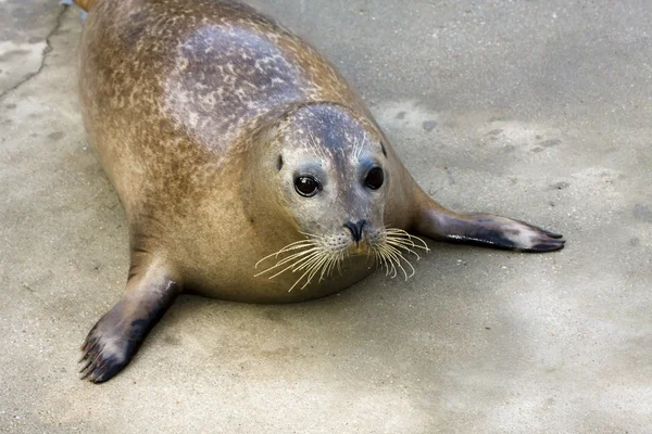 Harbour seal — Stock Photo, Image