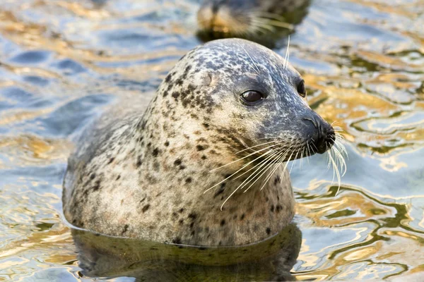 Harbour seal — Stock Photo, Image