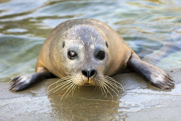 Harbour seal — Stock Photo, Image