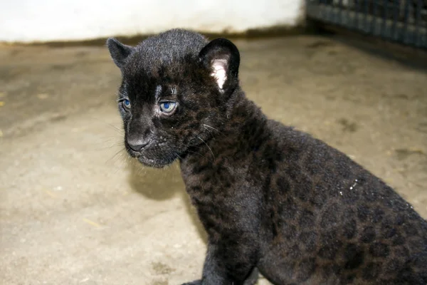 Szczeniaki Czarny jaguar — Zdjęcie stockowe