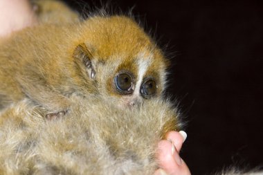 Pigme yavaş loris