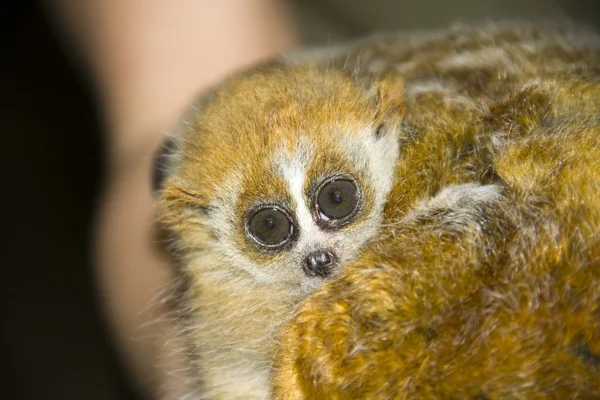 Pygmy slow loris — Stock Photo, Image