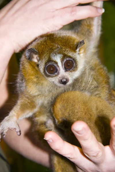 Pigme yavaş loris