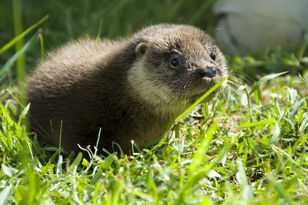 Nutria huérfana bebé — Foto de Stock