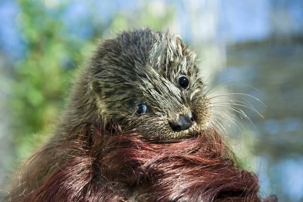 Nutria huérfana bebé en la parte superior —  Fotos de Stock