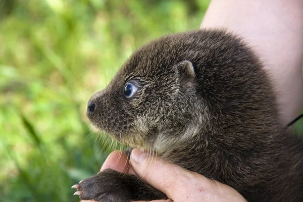 Nutria huérfana bebé — Foto de Stock