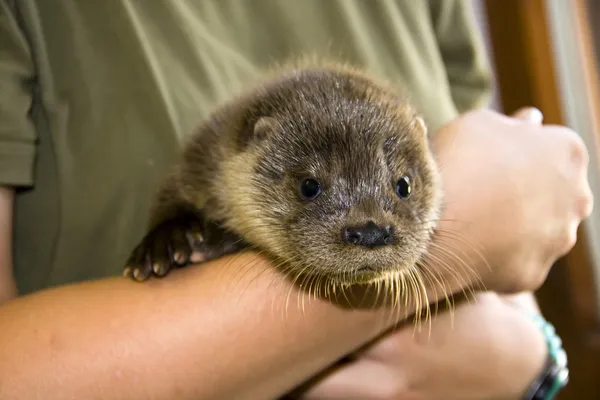 Zwevende otter baby — Stockfoto