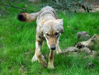 bir dostu Avrupa gri kurt