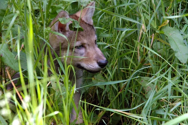 Lobo cachorro en la hierba —  Fotos de Stock