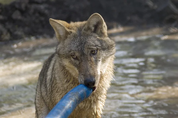 Wolf with a tube — Stock Photo, Image