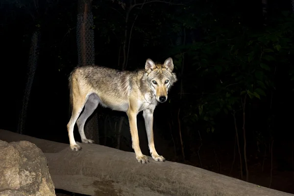 Vlk v noci — Stock fotografie