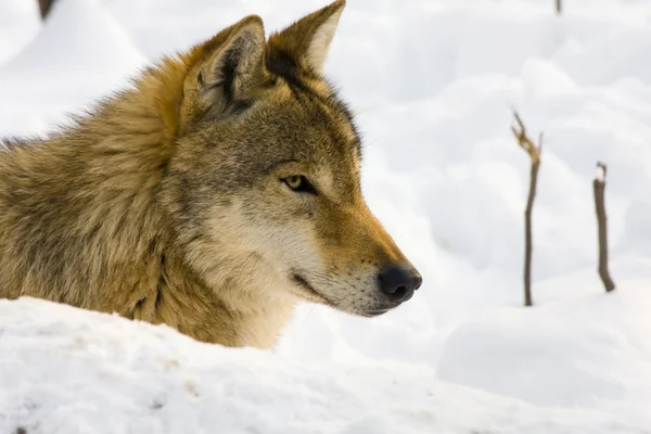 Wolf in de winter — Stockfoto