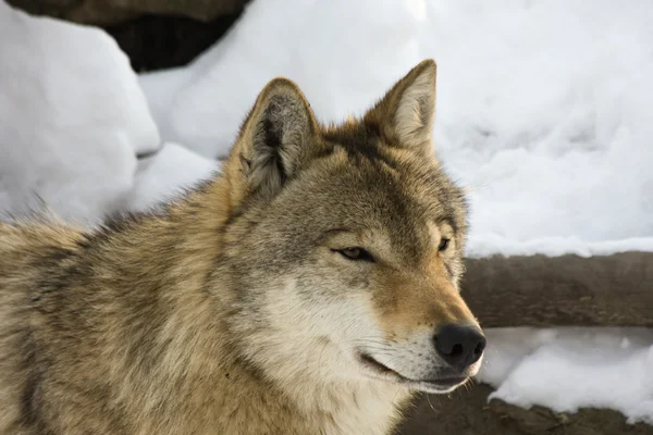 Lobo cinzento no inverno — Fotografia de Stock