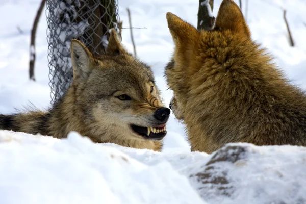 Lobo gris en invierno —  Fotos de Stock