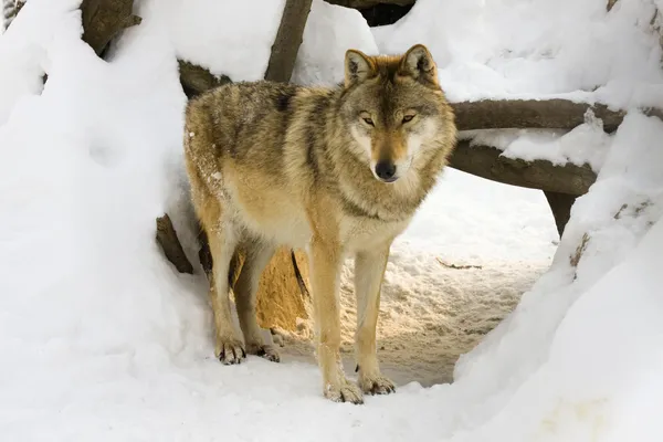 Сірий вовк взимку — стокове фото