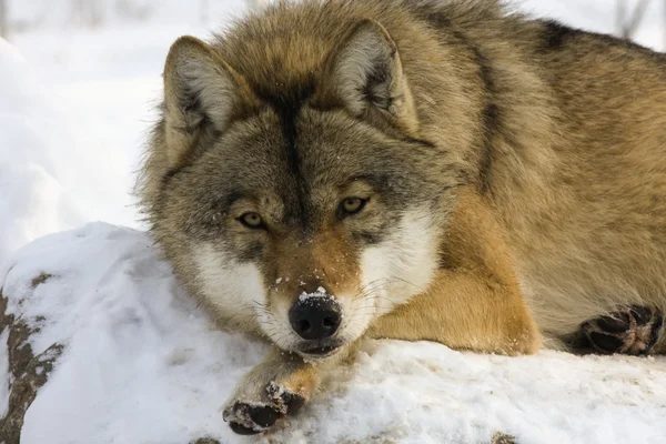 Lupo grigio in inverno — Foto Stock