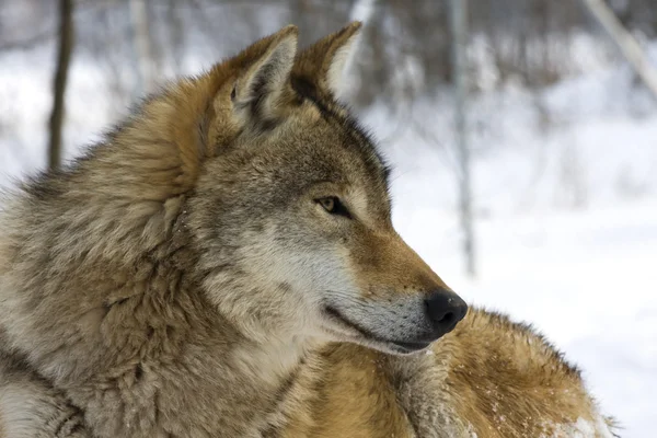 Gray wolf in winter — Stock Photo, Image