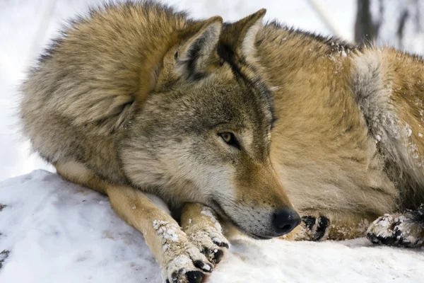 Серый волк зимой — стоковое фото