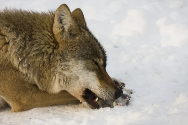 Gri kurt kış — Stok fotoğraf