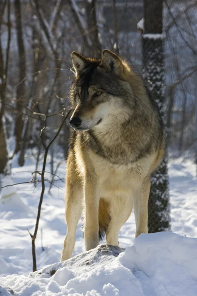 Šedý vlk v zimě — Stock fotografie