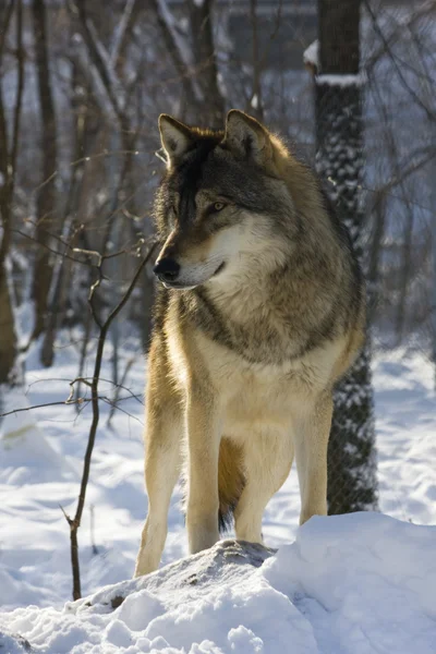 Lupo grigio in inverno — Foto Stock