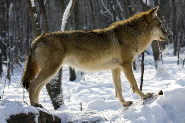 Serigala abu-abu di musim dingin — Stok Foto