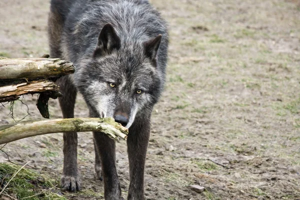 Black wolf — Stock Photo, Image