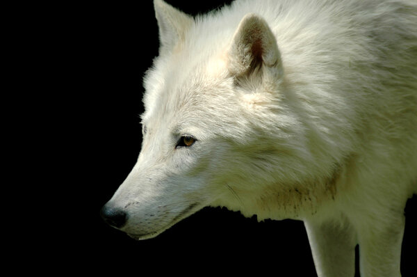 Polar wolf (Canis lupus arctos) isolated