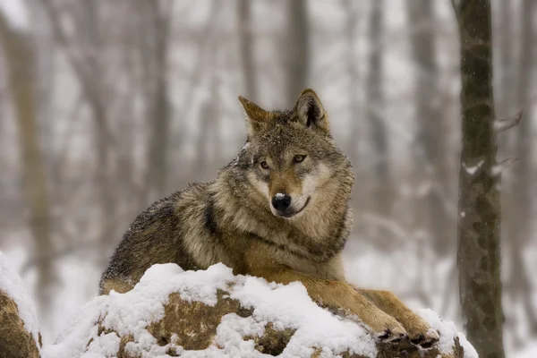 Lobo gris en invierno — Foto de Stock