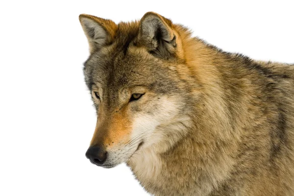 灰色の狼 — ストック写真