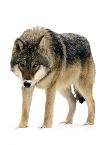 Gray wolf — Stock Photo, Image