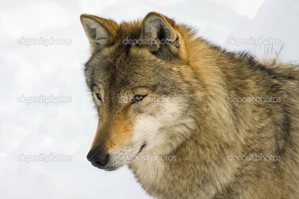 Gray wolf in winter