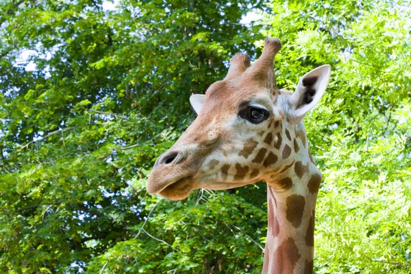 Kordofan giraff — Stockfoto