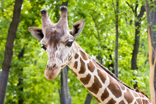 Girafa reticulada — Fotografia de Stock