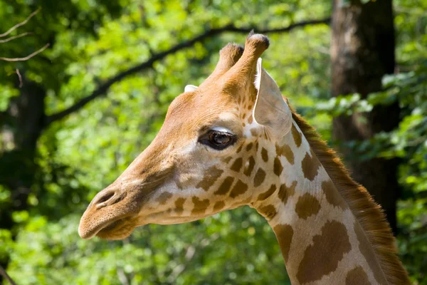 Žirafa kordofanská — Stock fotografie
