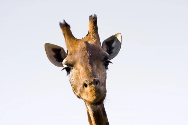 Giraffe hoofd — Stockfoto