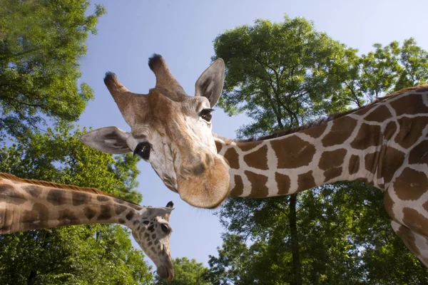 Reticulated giraffe — Stock Photo, Image