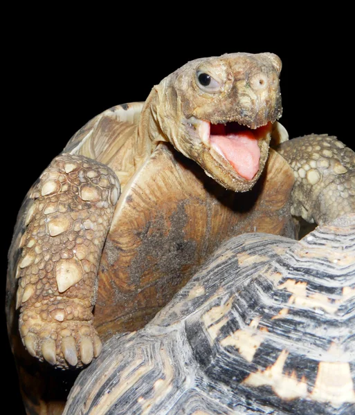 Visage d'une tortue heureuse — Photo