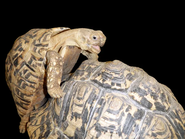 Paring Luipaard schildpad — Stockfoto