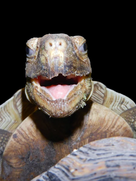 Gezicht van een gelukkig schildpad — Stockfoto