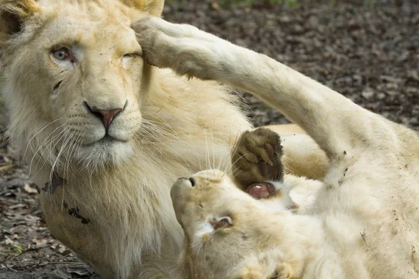 Giocare leoni bianchi — Foto Stock