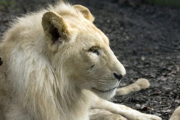 Witte Leeuw — Stockfoto