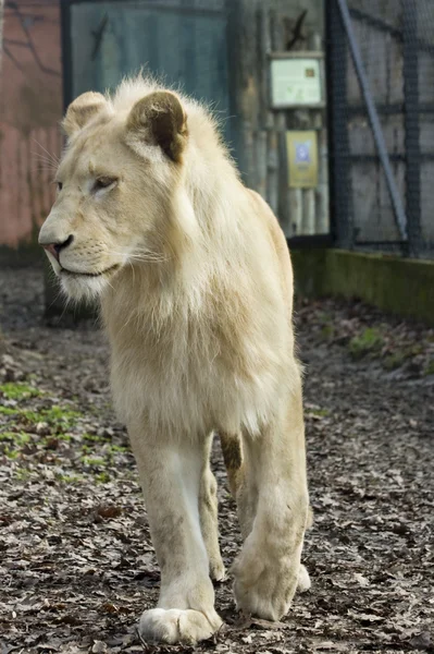 白いライオン — ストック写真